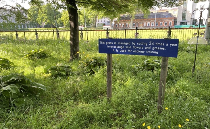 Grass left to grow at Trinity College, Dublin