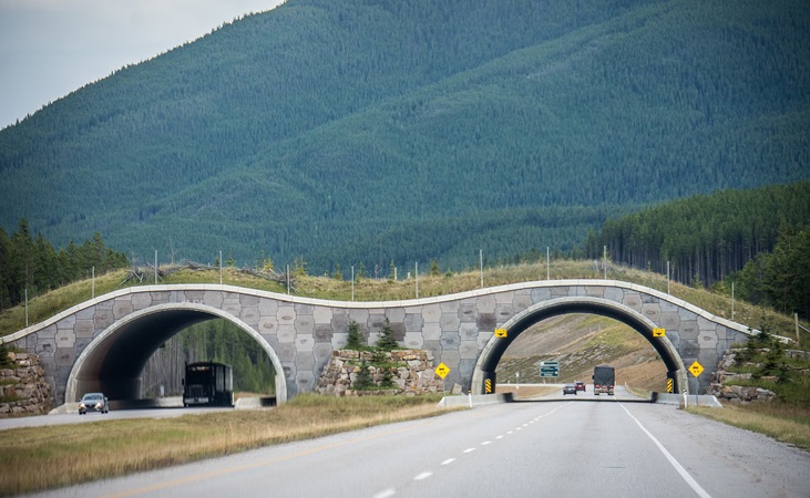A highway crossing for wildlife on the Trans-Canada highway