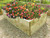 Timber raised bed with ornamental flowers