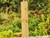 extra long for a tall raised veg bed