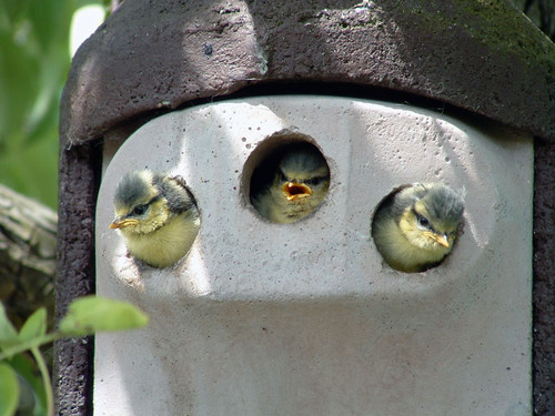 three hole bird box with three birds looking out