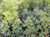 grow your own herbs with Quickcrop plug plants