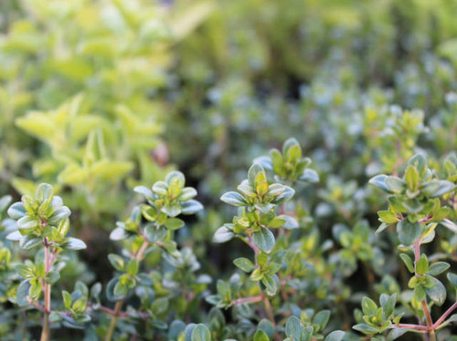 grow your own herbs with Quickcrop plug plants