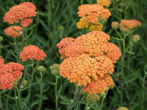 Achillea 'Terracotta'