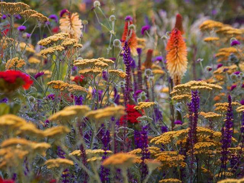 Bee Friendly Perennial Plants -  6 Pack Pick & Mix