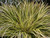 Acorus gramineus 'Variegatus'