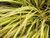 Acorus gramineus 'Ogon' mail order plants delivered by quickcropAcorus gramineus 'Ogon'