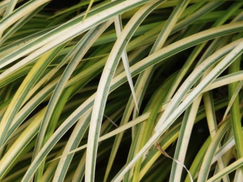 Acorus gramineus 'Variegatus'
