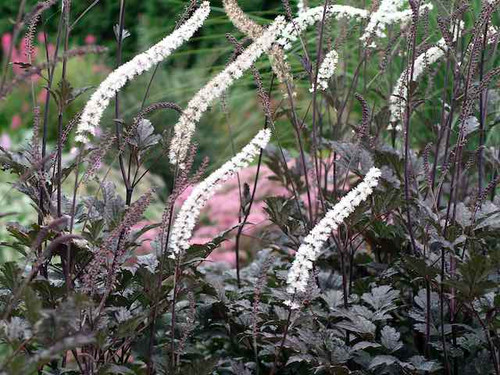Actaea simplex - 'Black Negligee'