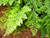 Garden Ferns - 6 Pack Pick & MIx