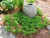 Adiantum venustum 2