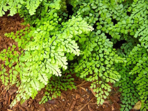 Adiantum venustum 1