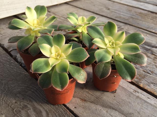 aeonium-tricolour succulent plants online