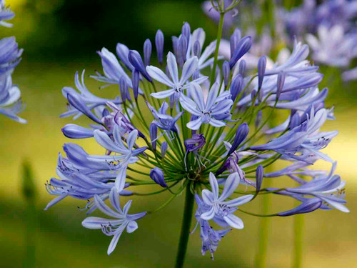 Agapanthus Africanus - African Lily spring planted bulbs