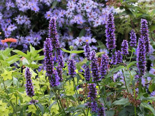 Agastache 'Black Adder'