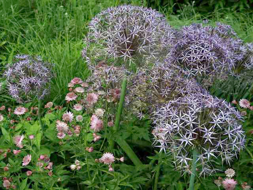 Allium christophii summer flowering bulb