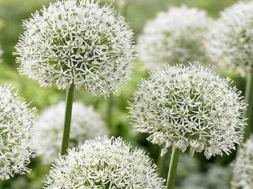 White allium mount everest