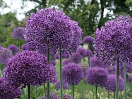 Allium purple sensation flower
