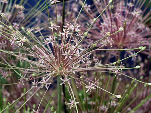 Allium 'Schubertii' bulbs for sale online