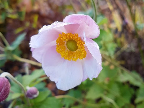 Anemone Hyb. 'Knigin Charlotte' Pink plants online