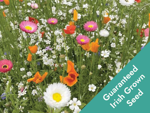 irish annual pollinator mix