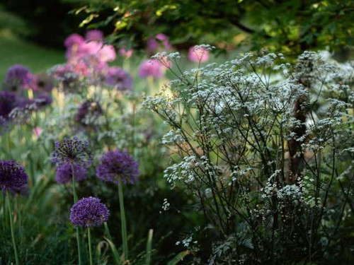 Anthriscus Sylvestris Ravenswing home delivery