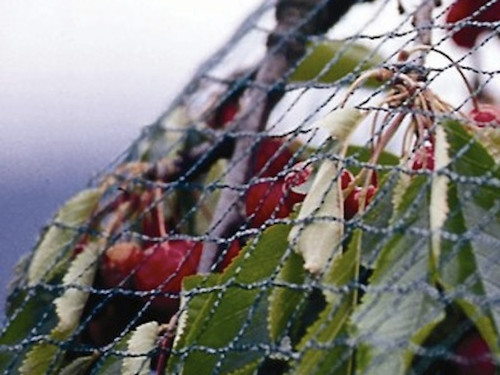 Pack of bird control netting