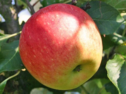 James grieve are a reliable cropping variety of apple tree