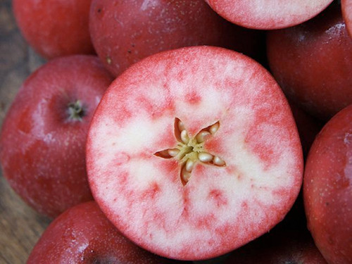 Apple tree rosette