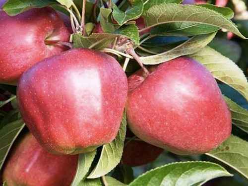 Gloster large red apples on a tree