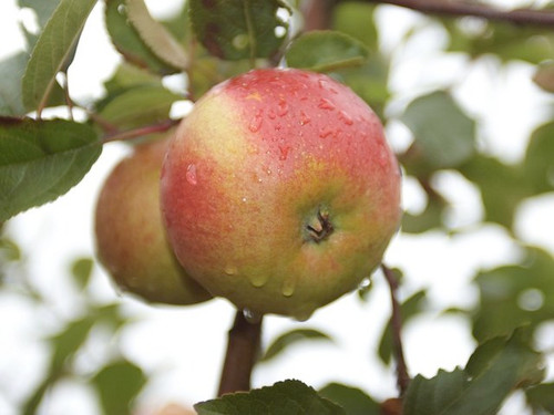 Heavy cropping bare root laxtons superb apple trees online from quickcrop