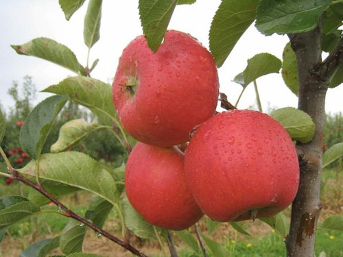 Grow your own apple trees