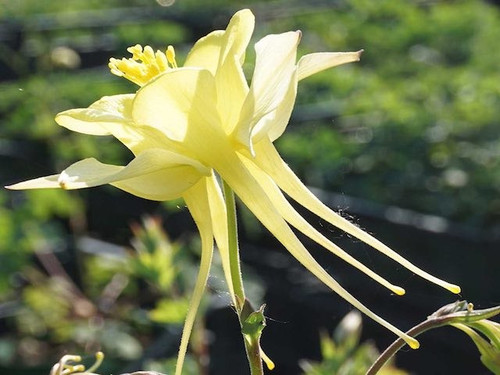Aquilegia Chrysantha 'Yellow Queen' 1