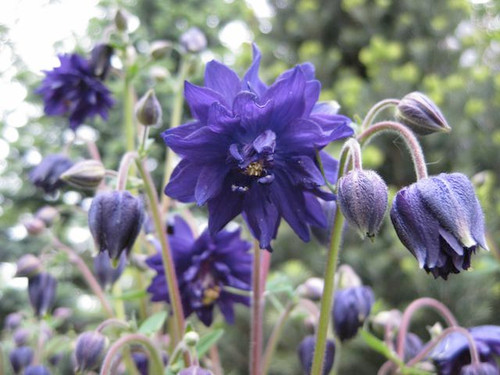 Perennial coll border seedling plant aquilegia vulgaris blue barlow