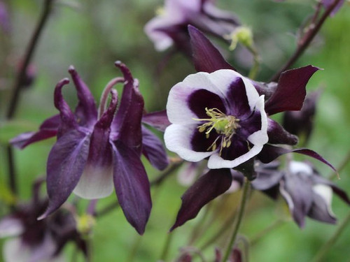 Aquilegia Vulgaris William Guiness for sale online