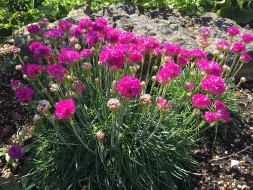 Armeria maritima sea pink perennial flowering plant