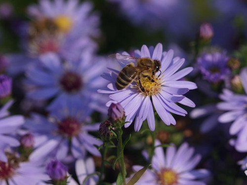 Aster cordifolius Little Carlow plants for sale online