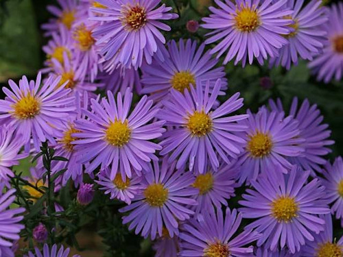 Aster Frikartii Monch or Michaelmas Daisy plants for sale online