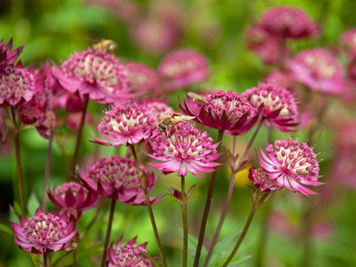 Astrantia major claret 9cm pots online
