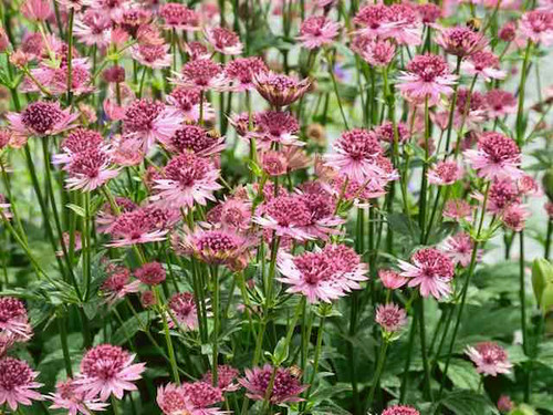 Astrantia Major Roma or  Pincushion Flower, plants for sale online.