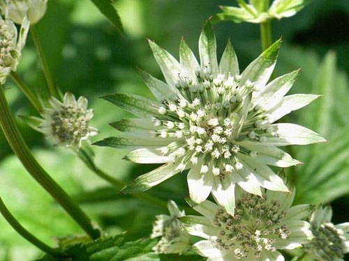 Astrantia major 'Large white' 9cm pots online