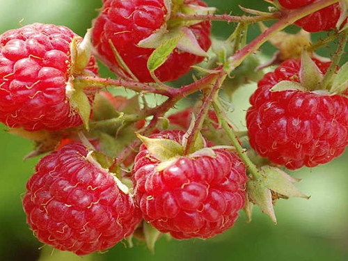 autumn bliss raspberries growing from raspberry canes