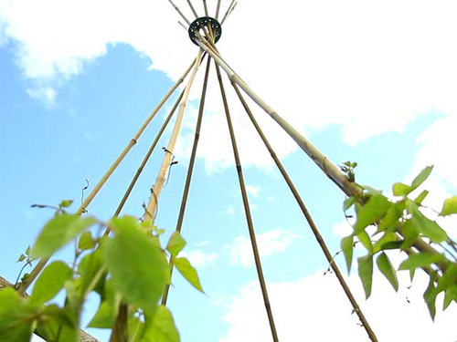 bamboo canes for plant support for beans