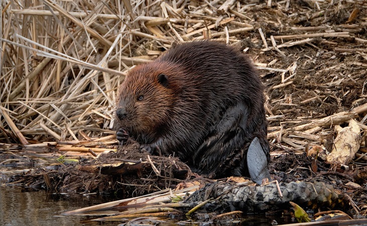 Leave it to (a) Beaver