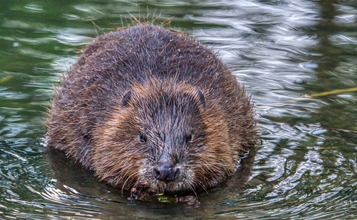 The beaver is an 'ecosystem engineer'