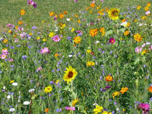 wildflower seed mix for attracting bees and butterflies