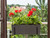 Begonia flower box on balcony