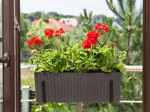Begonia flower box on balcony