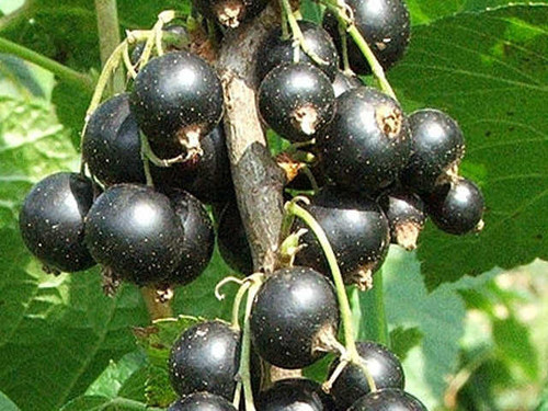 Ben alder maincrop variety of blackcurrant bush