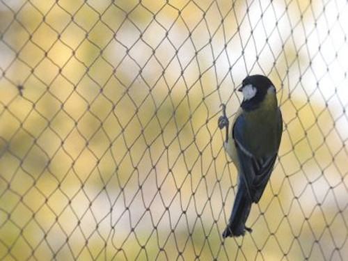 Mesh netting for garden bird protection